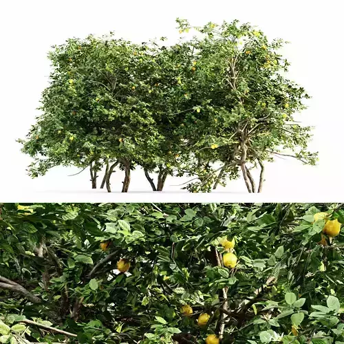 Lemon ruit tree collection 5 trees in the scene 3D model
