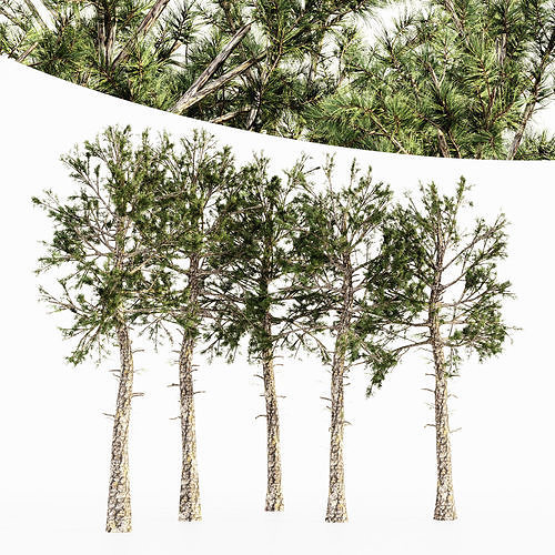  Loblolly Pine tree collection 5 trees in the scene 3D model