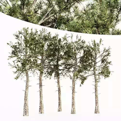  Loblolly Pine tree collection 5 trees in the scene