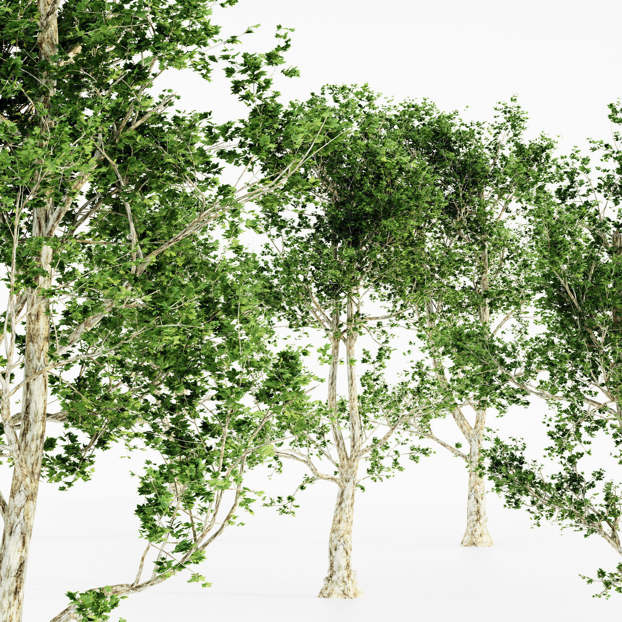  London Plane tree collection 5 trees in the scene 3D model_2