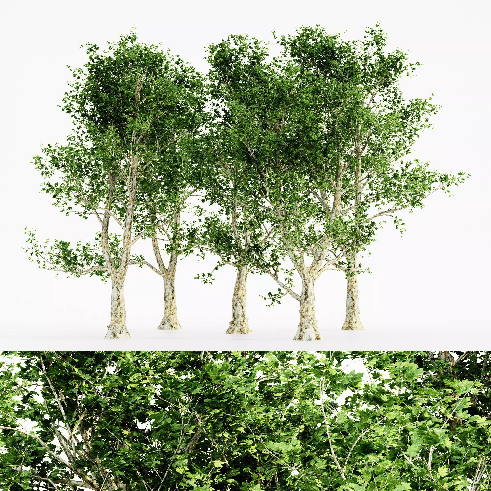  London Plane tree collection 5 trees in the scene 3D model_0