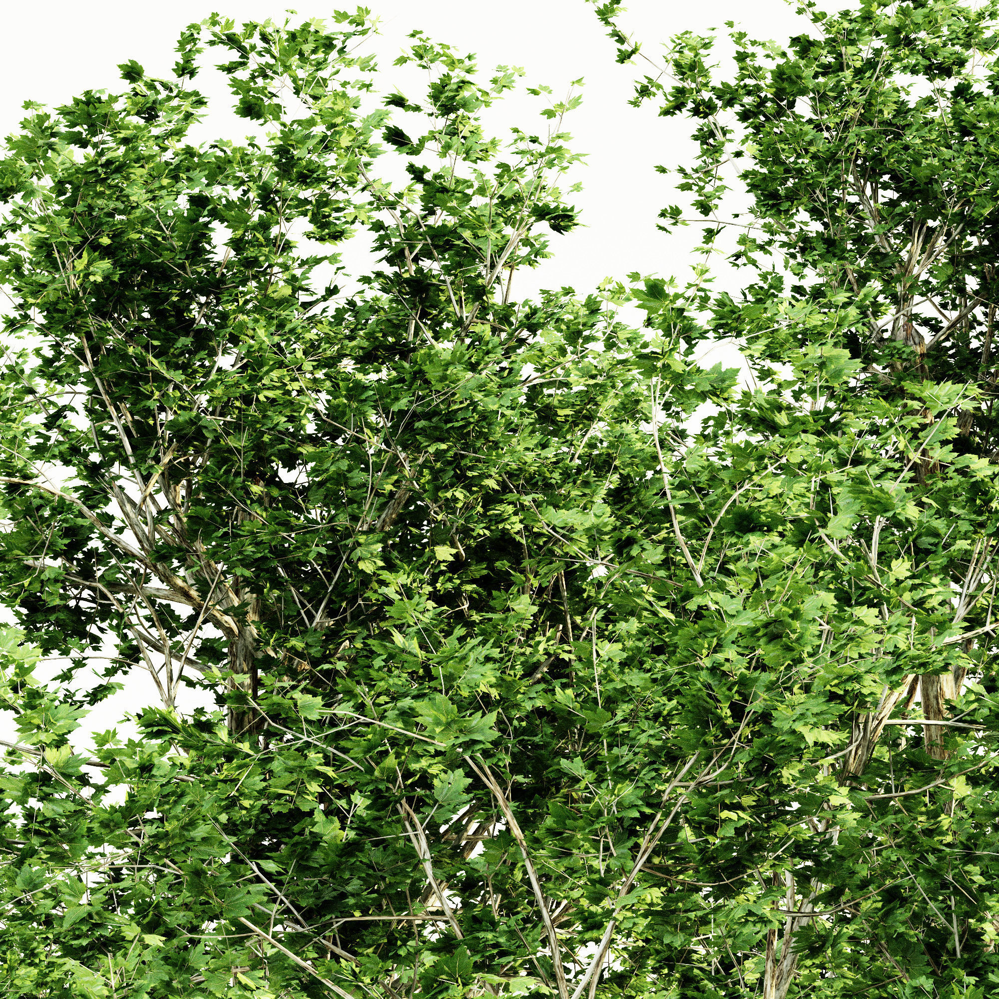  London Plane tree collection 5 trees in the scene 3D model_1