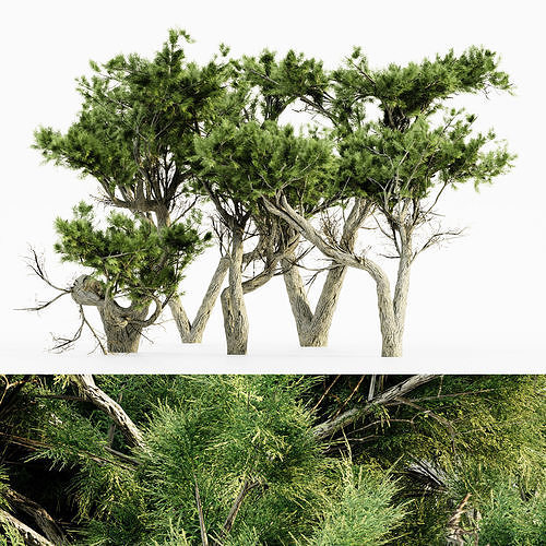 Monterey Cypress tree collection 5 trees in the scene 3D model