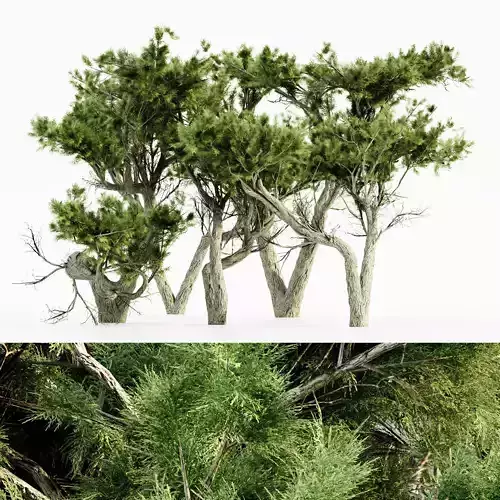 Monterey Cypress tree collection 5 trees in the scene 3D model