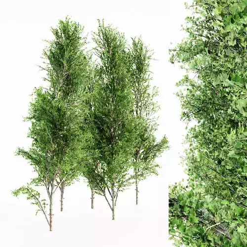  Mountain Maple tree collection 5 trees in the scene 3D model