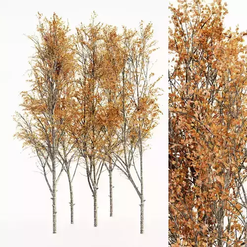 Mountain Maple Fall tree collection 5 trees in the scene