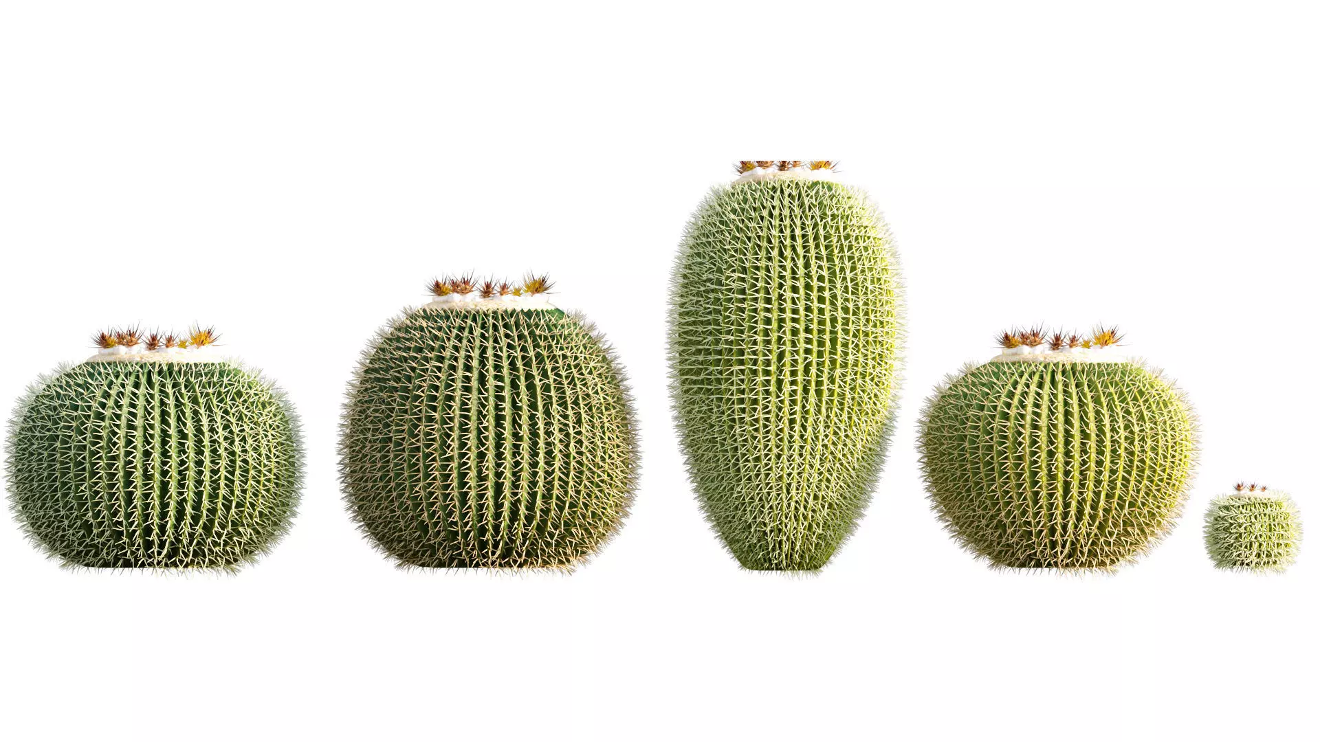 Echinocactus grusonii - Golden barrel cactus - 01 3D model_0