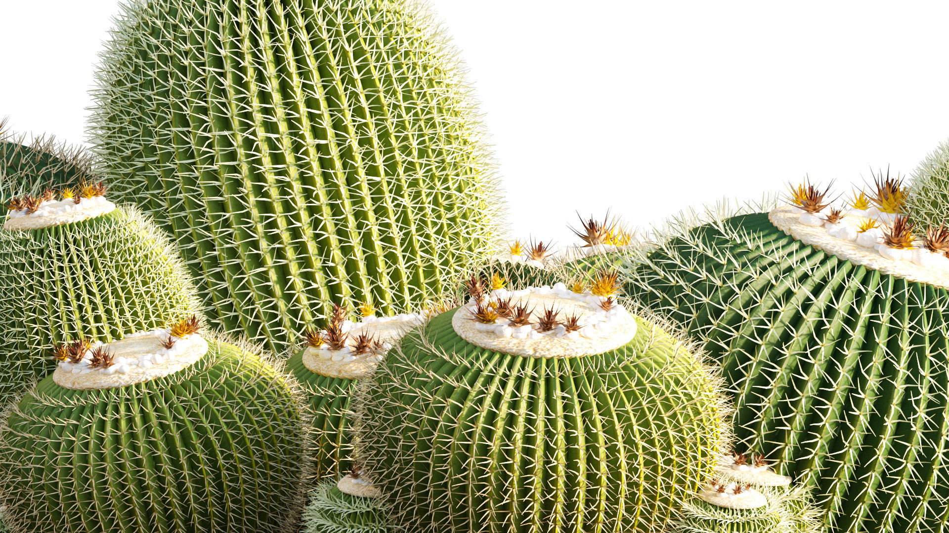 Echinocactus grusonii - Golden barrel cactus - 01 3D model_1