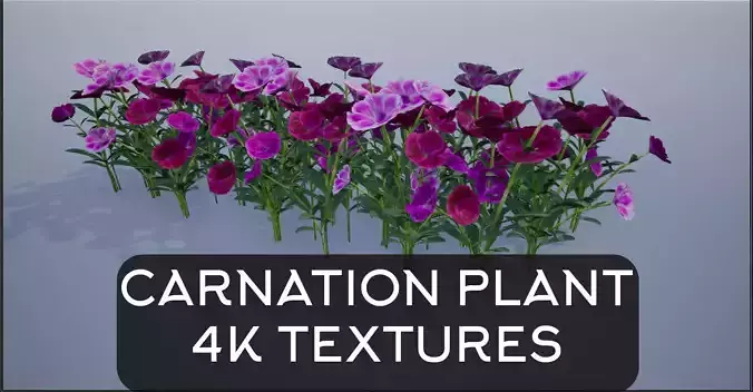 Carnation Flower Plant 4K Low-poly 3D model