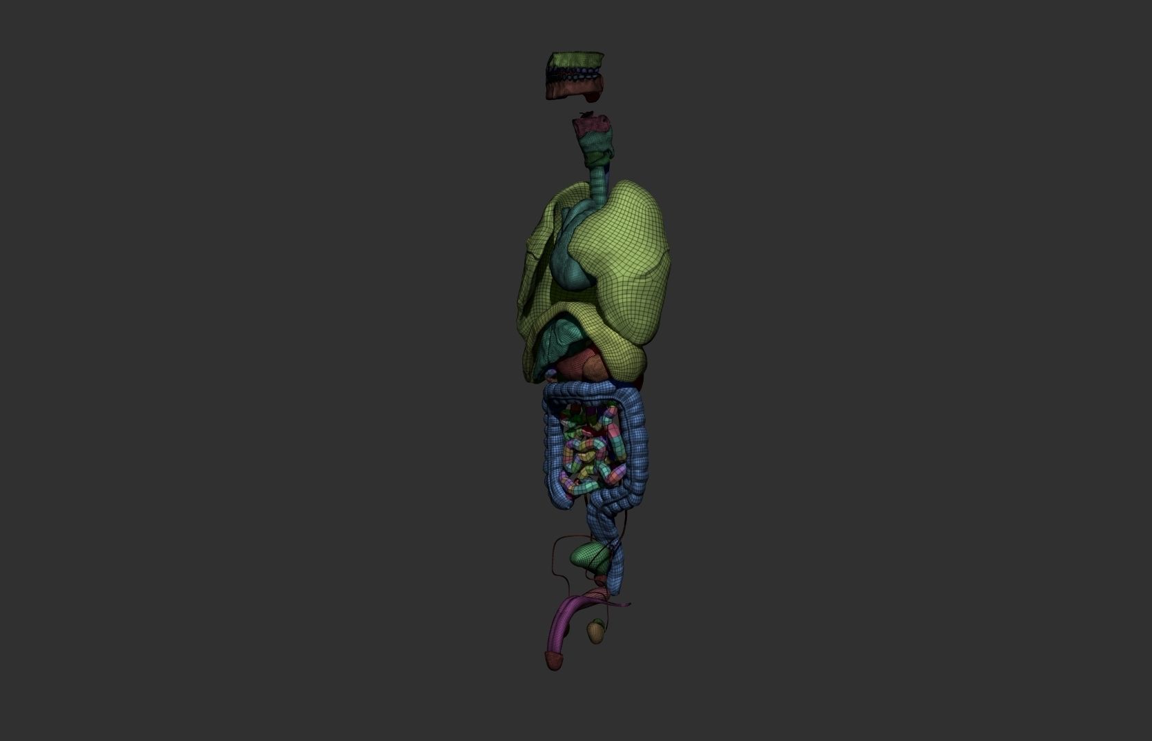 Male internal organs 3D print model_8