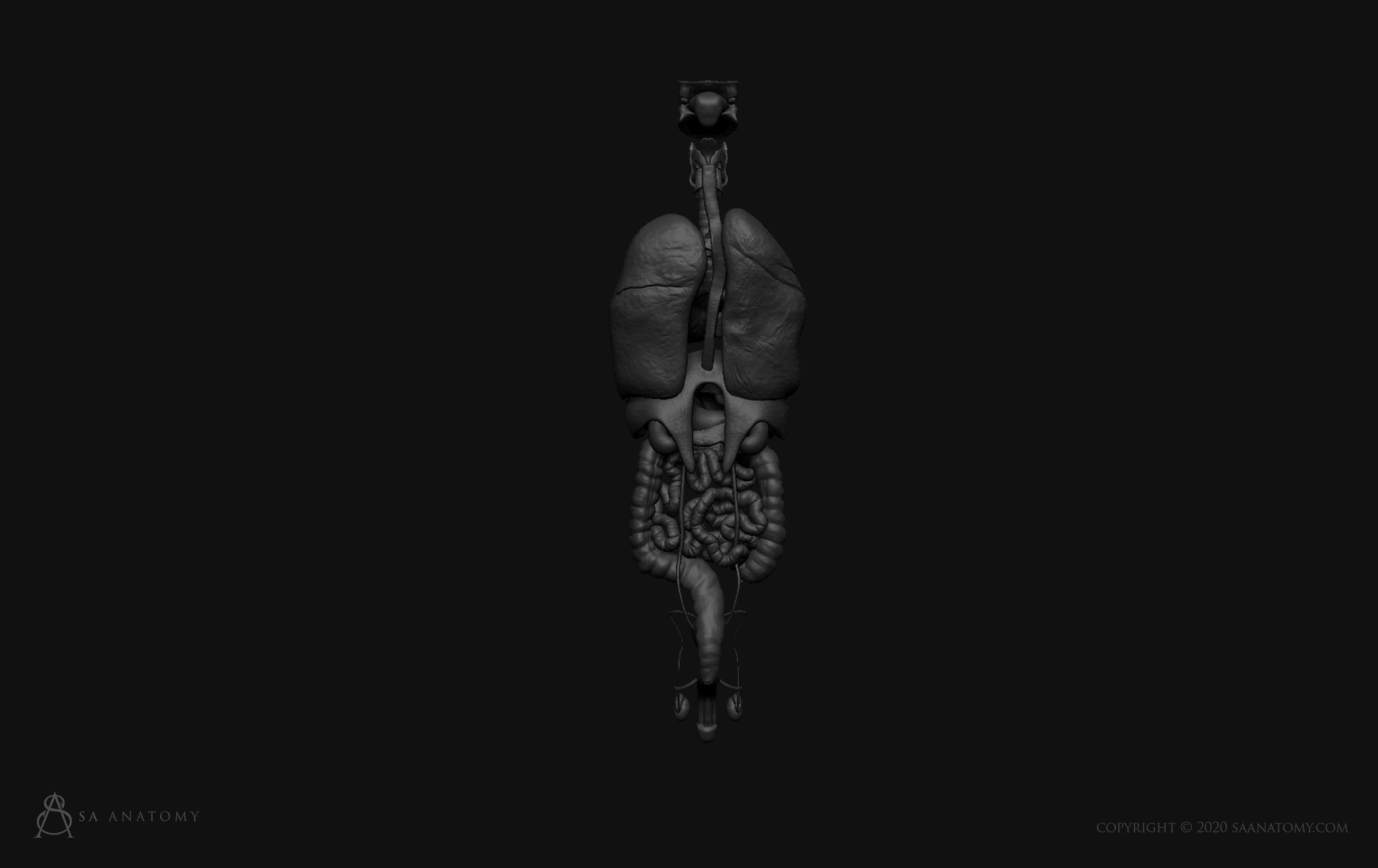 Male internal organs 3D print model_6