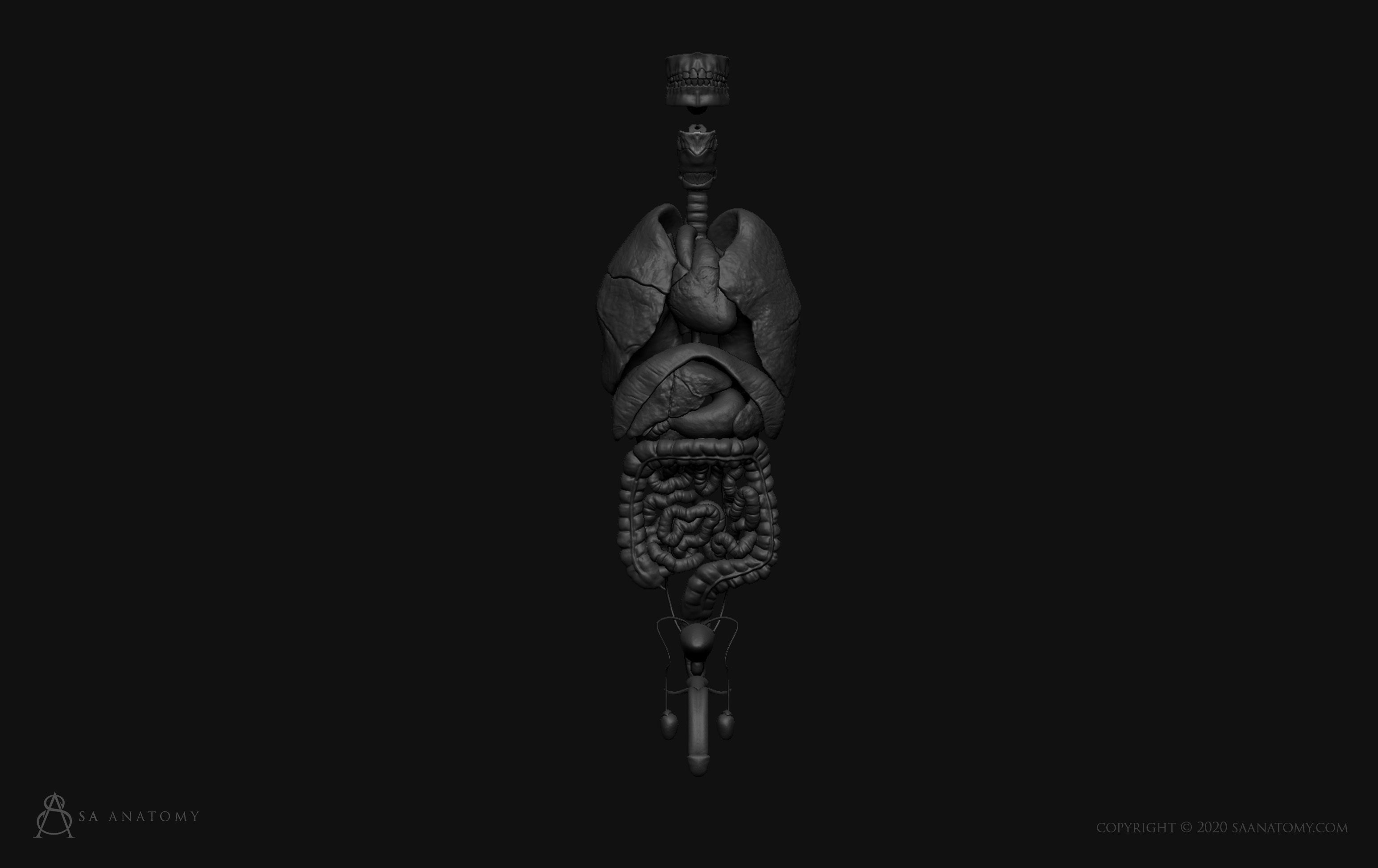 Male internal organs 3D print model_1