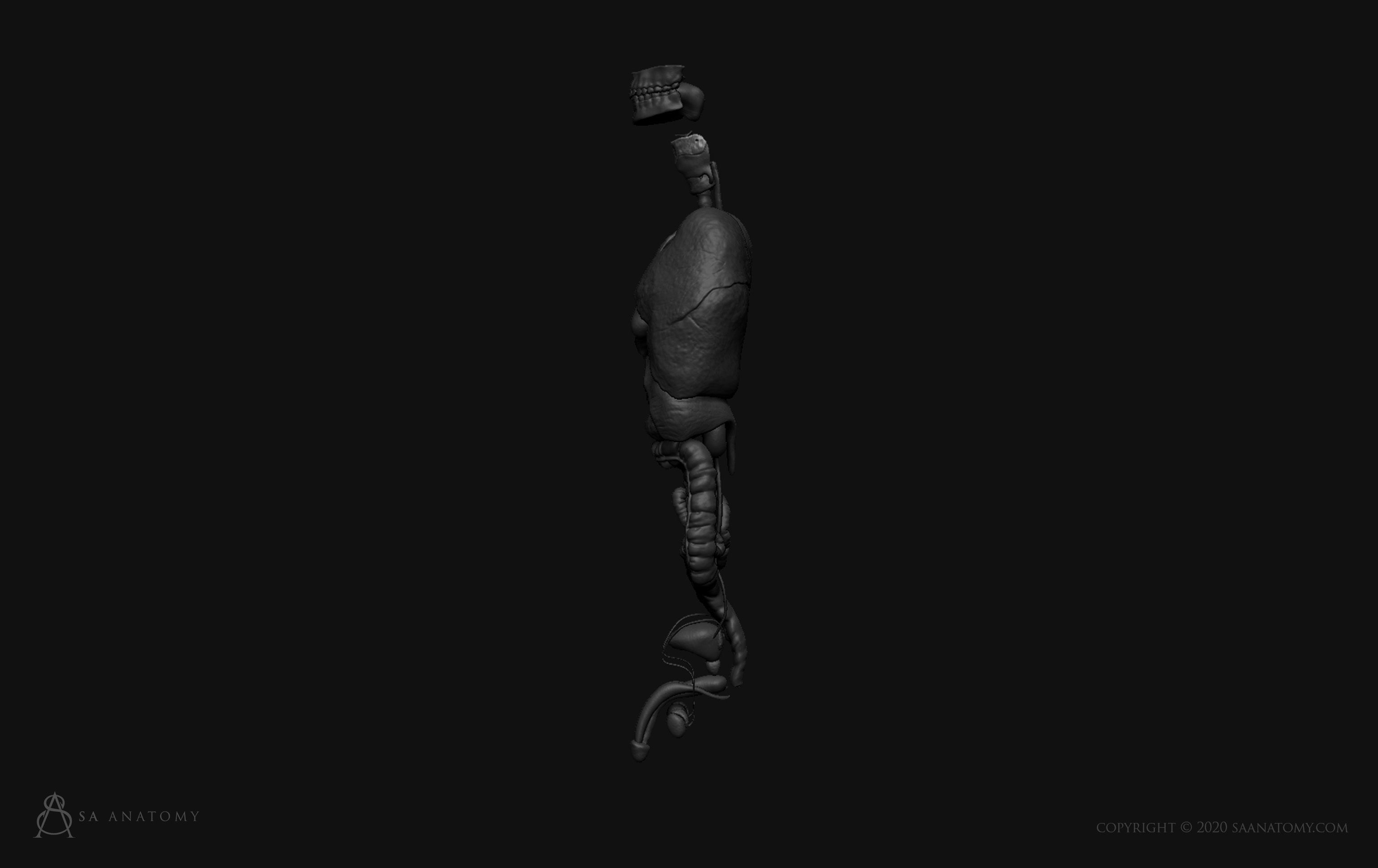 Male internal organs 3D print model_4