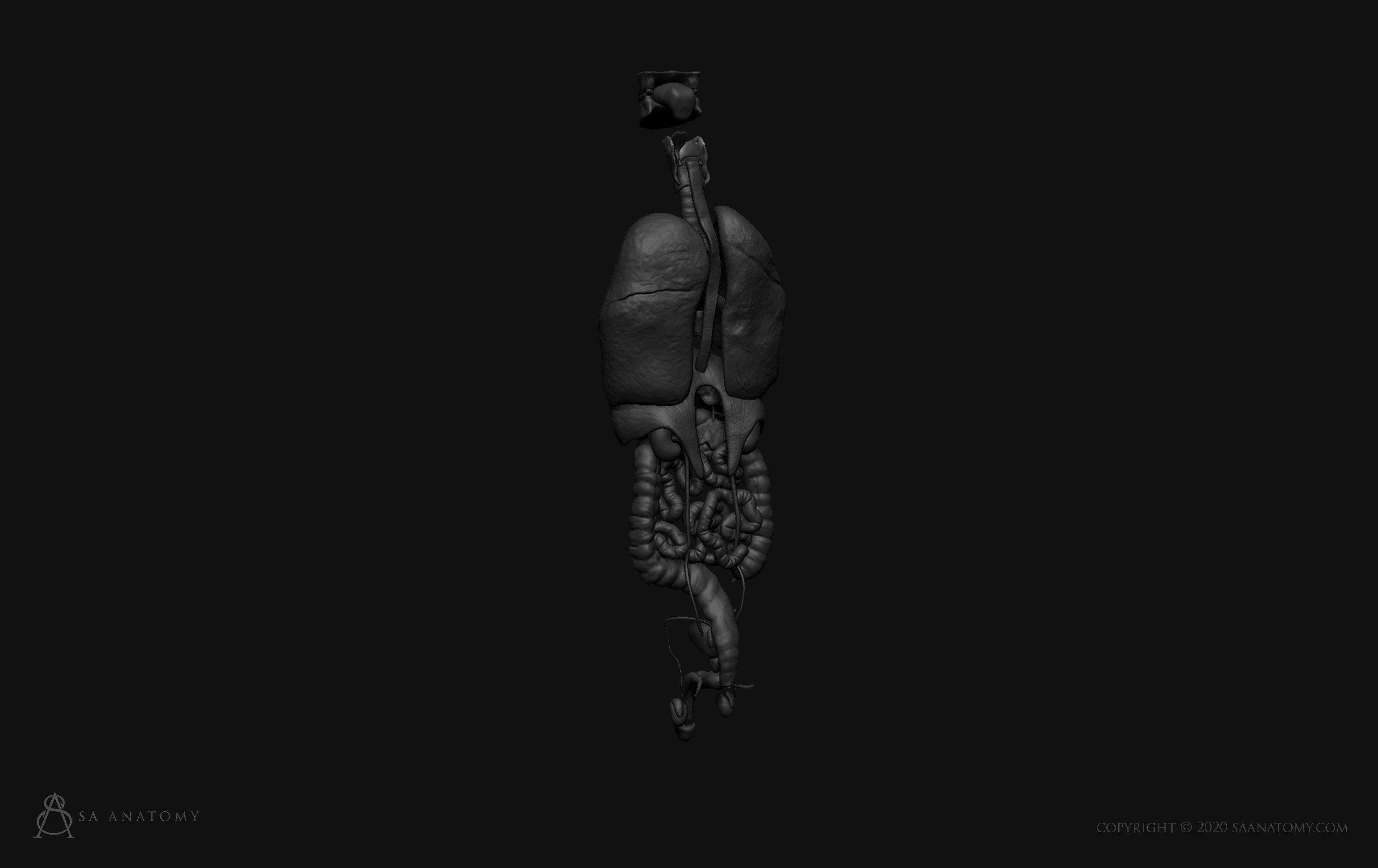 Male internal organs 3D print model_5