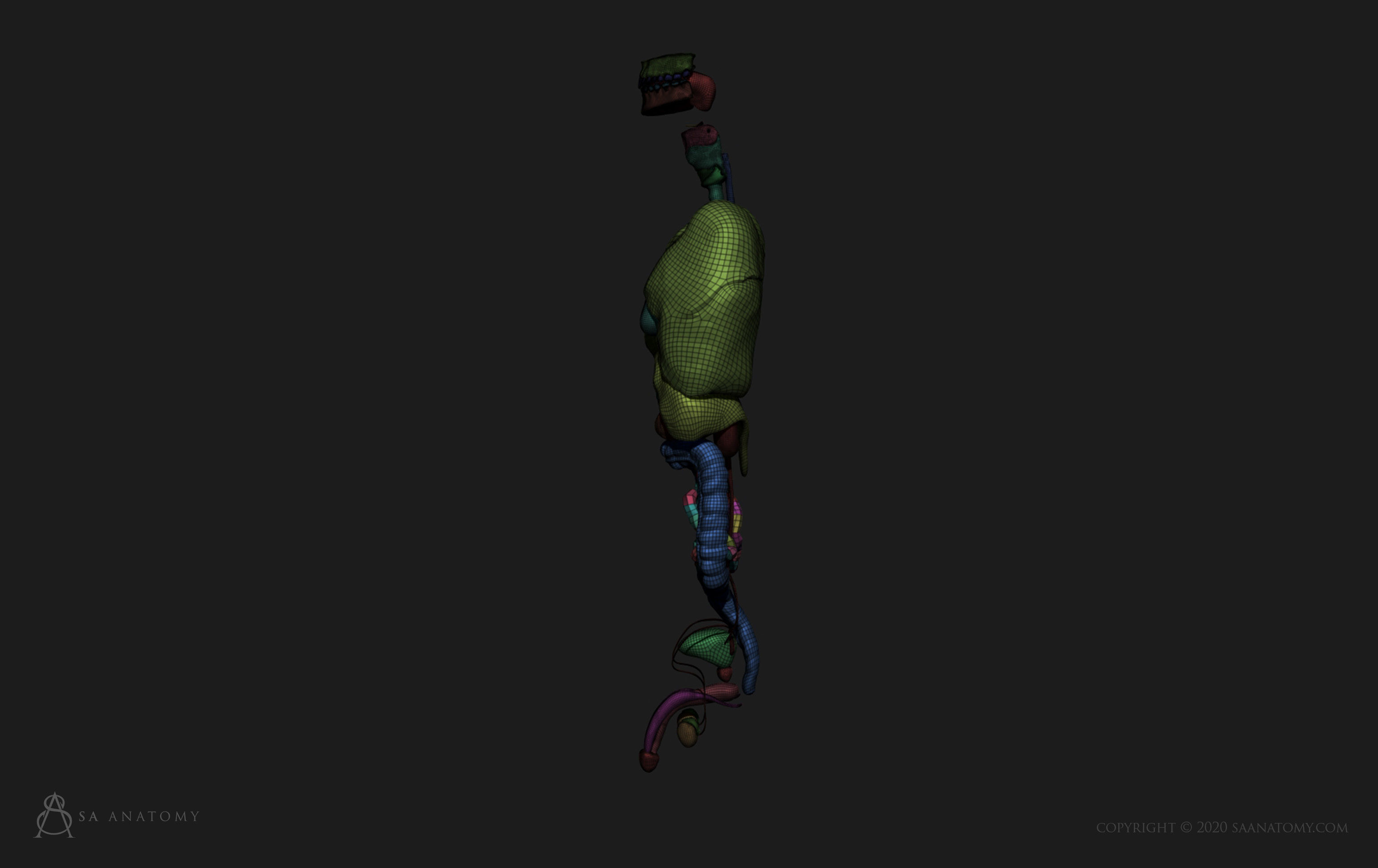 Male internal organs 3D print model_9