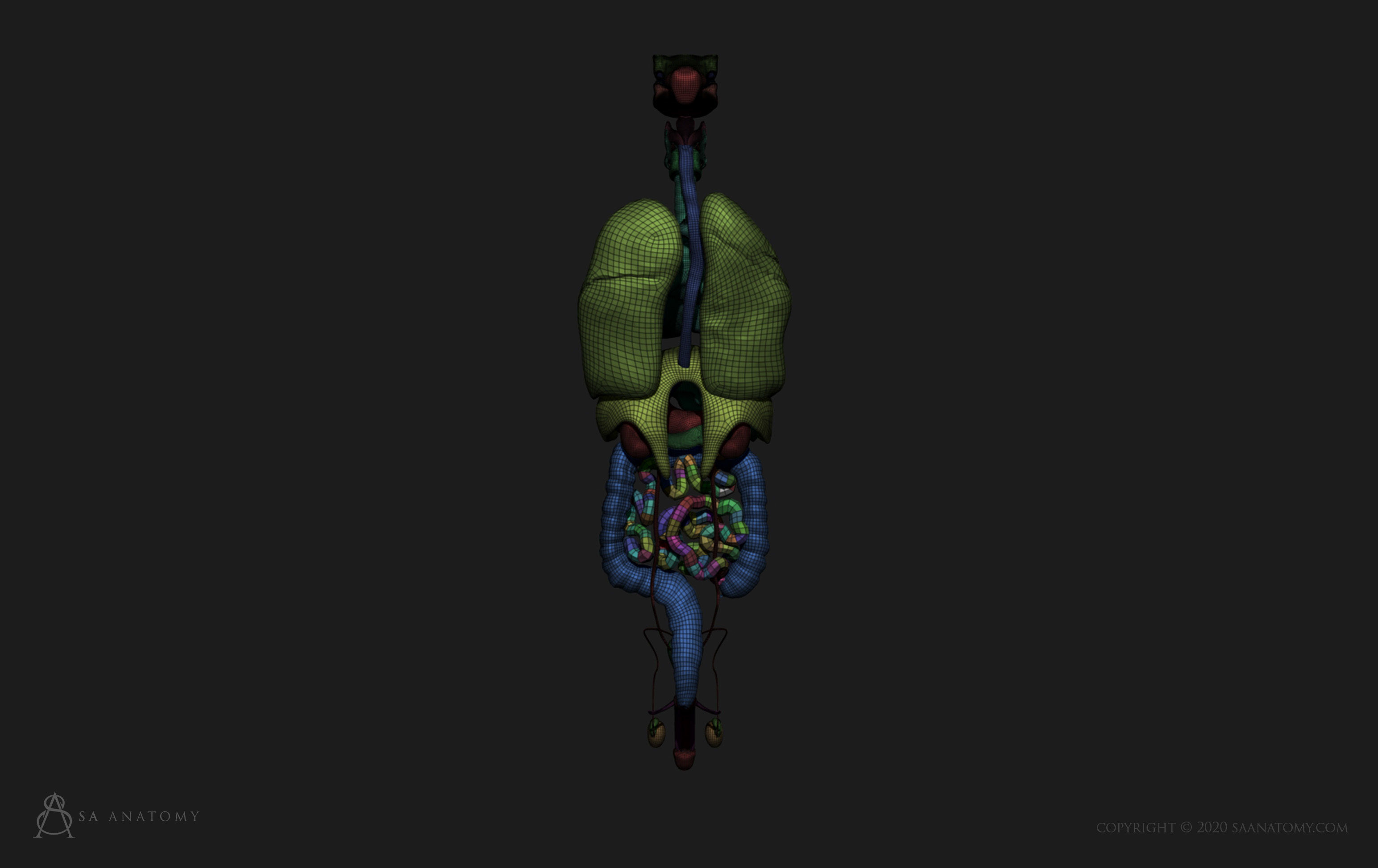 Male internal organs 3D print model_2