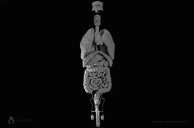 Male internal organs 3D print model