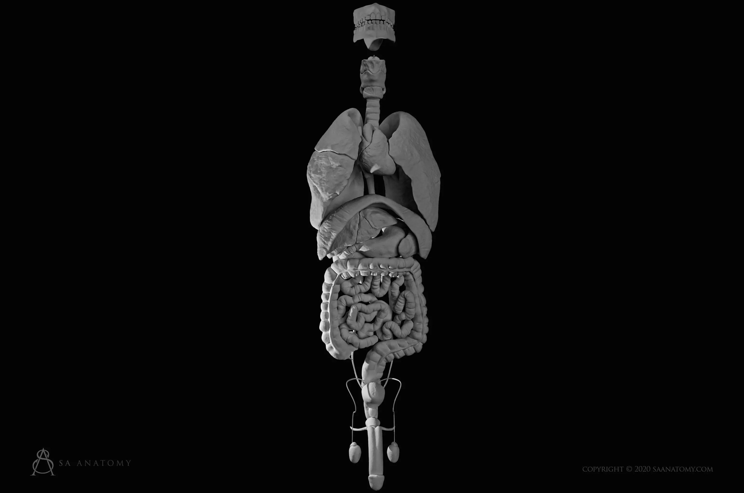 Male internal organs 3D print model_0