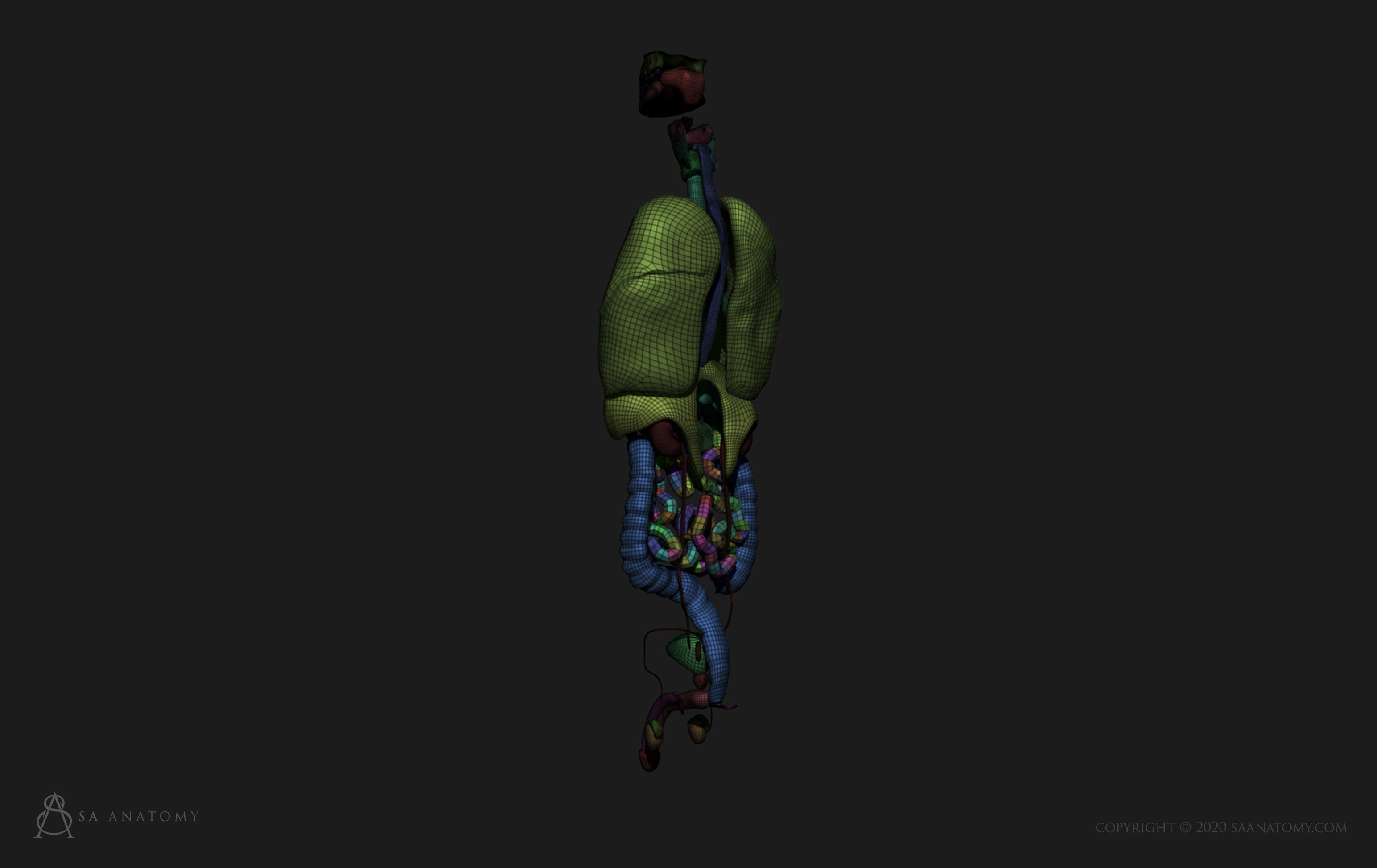 Male internal organs 3D print model_10