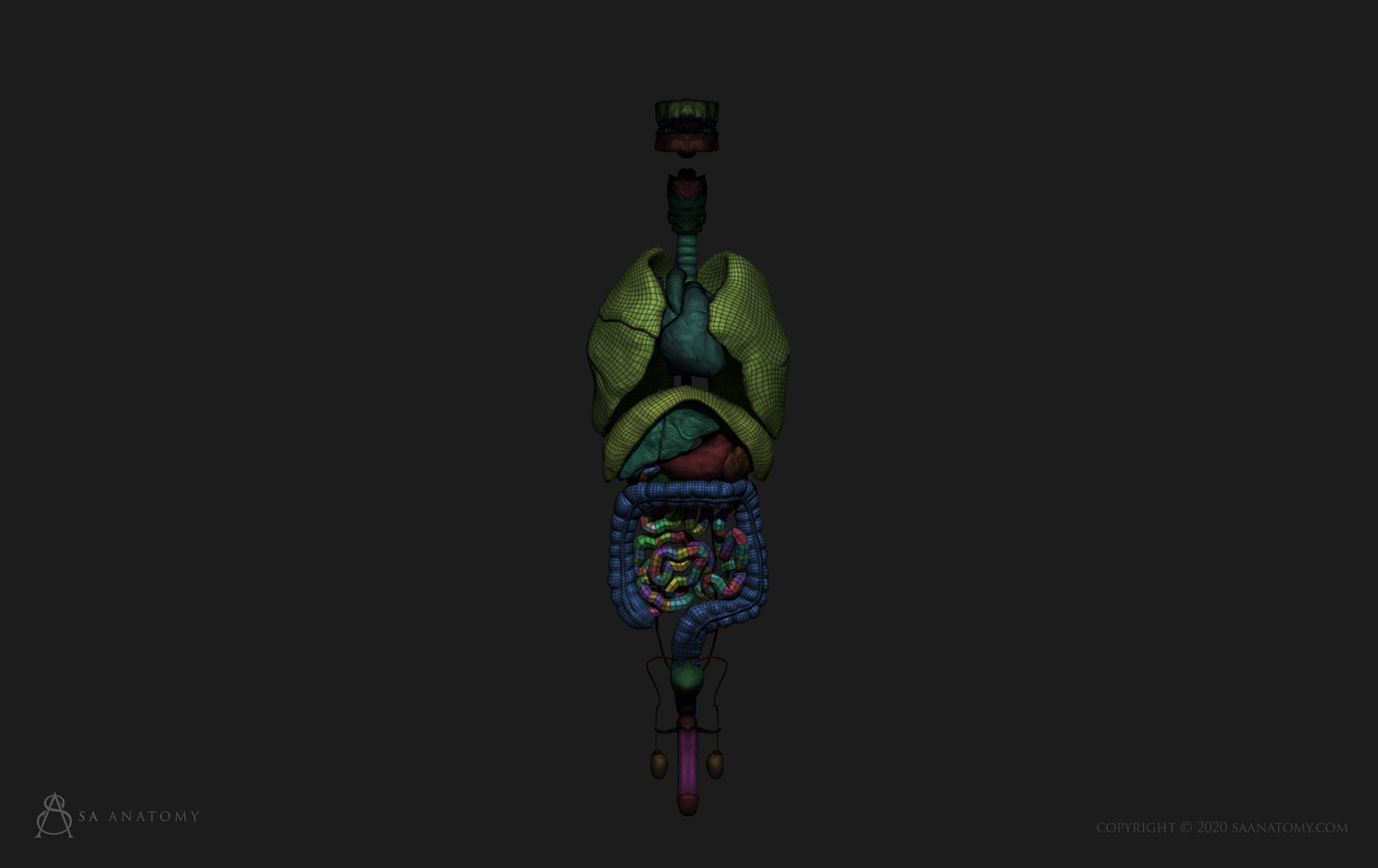 Male internal organs 3D print model_7