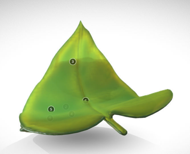 photosynthesis process Low-poly 3D model_3