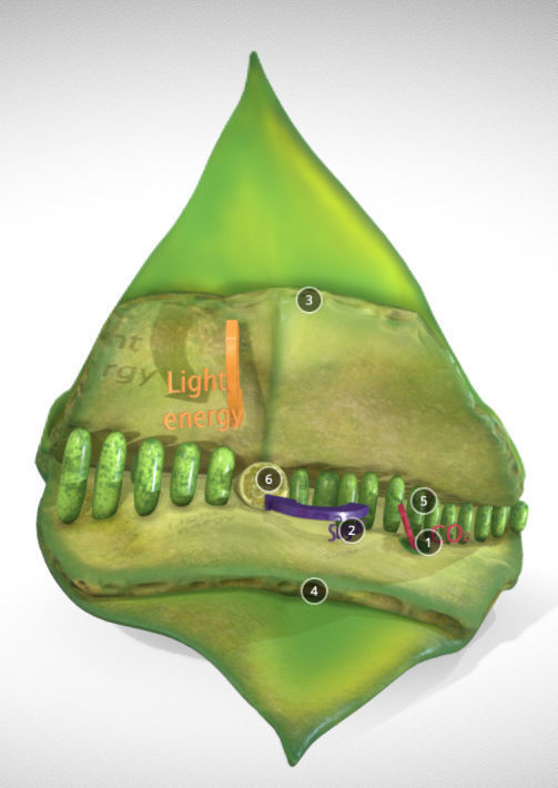 photosynthesis process Low-poly 3D model_1