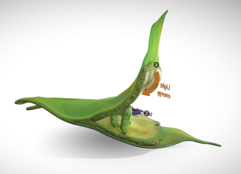 photosynthesis process Low-poly 3D model_2