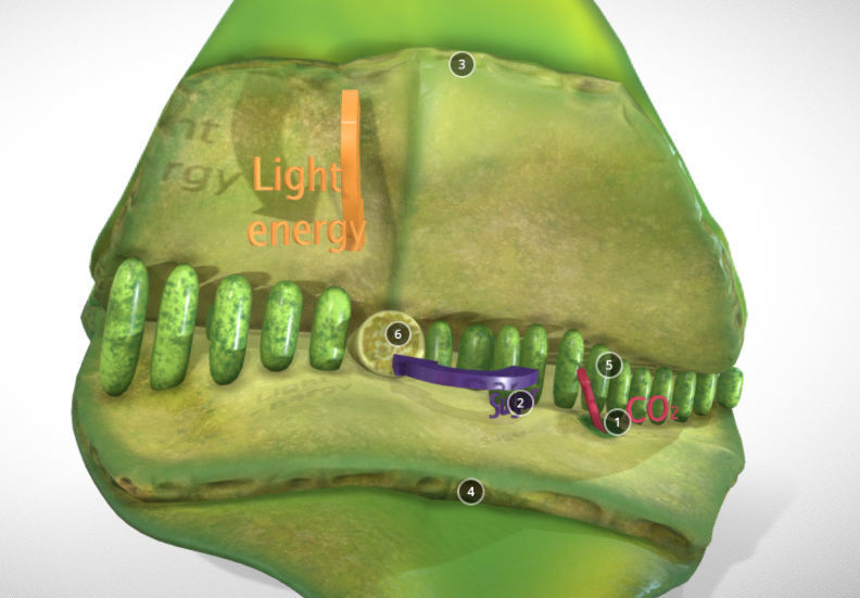 photosynthesis process Low-poly 3D model_6
