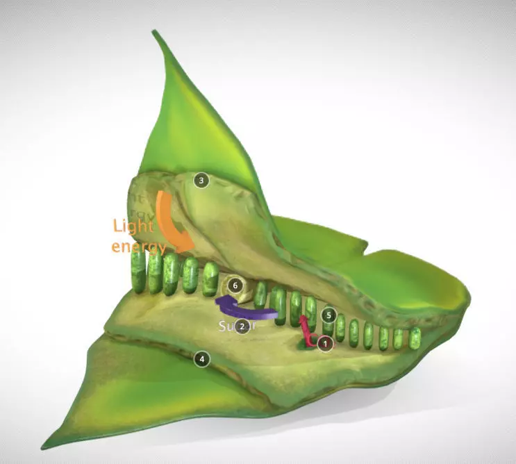 photosynthesis process Low-poly 3D model_0
