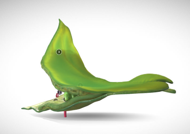 photosynthesis process Low-poly 3D model_4