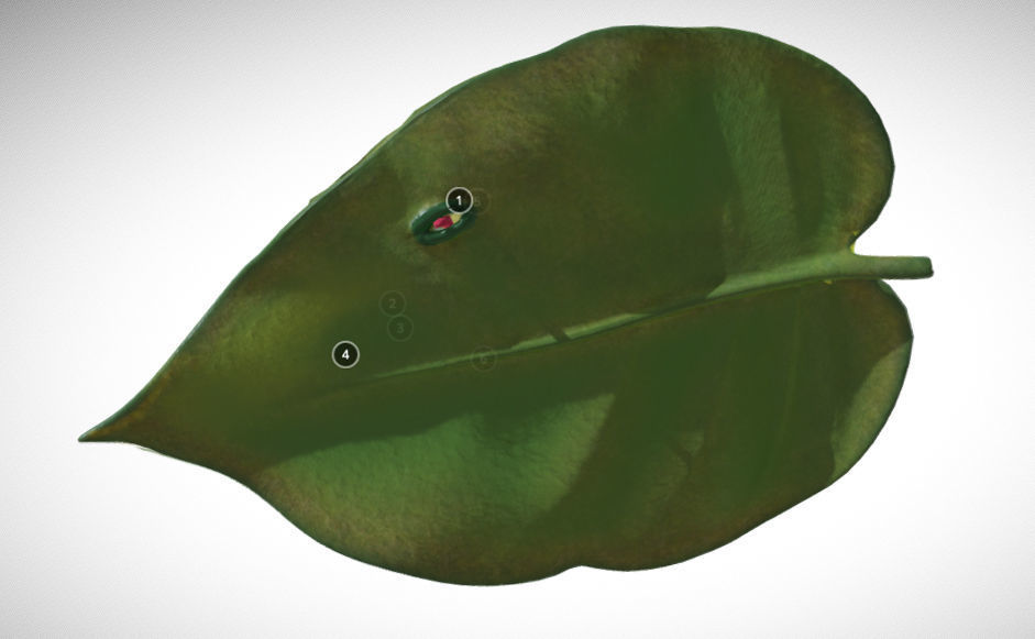 photosynthesis process Low-poly 3D model_5