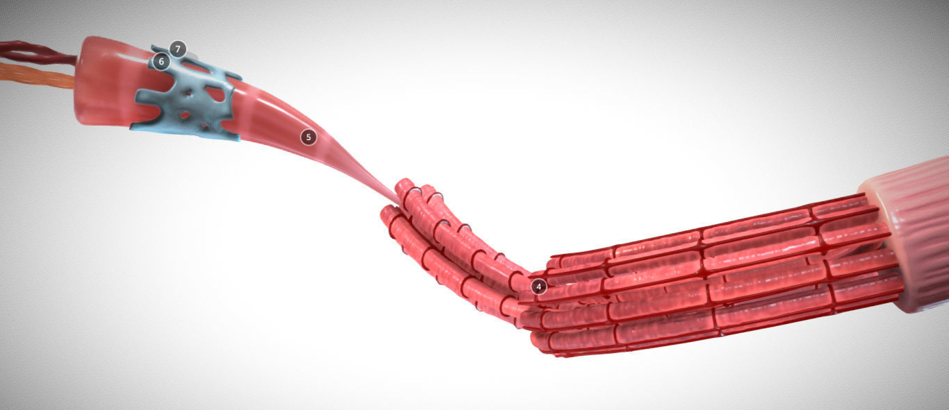 Skeletal Muscle structure Actin - Myosin Low-poly 3D model_7