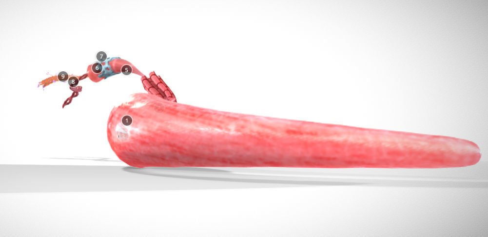 Skeletal Muscle structure Actin - Myosin Low-poly 3D model_3