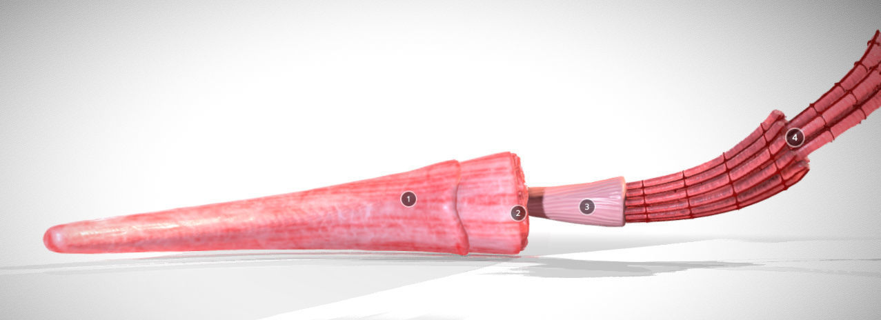 Skeletal Muscle structure Actin - Myosin Low-poly 3D model_4