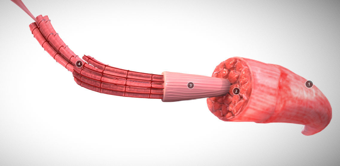 Skeletal Muscle structure Actin - Myosin Low-poly 3D model_8