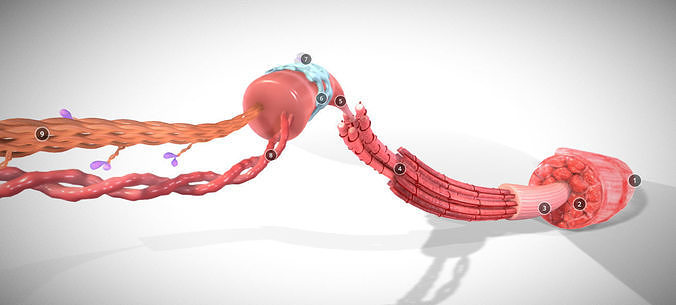 Skeletal Muscle structure Actin - Myosin Low-poly 3D model