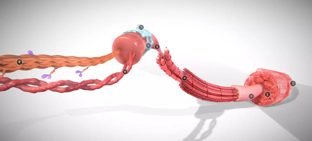 Skeletal Muscle structure Actin - Myosin Low-poly 3D model_0