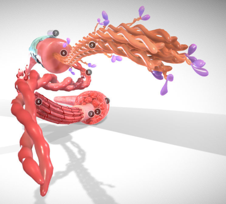 Skeletal Muscle structure Actin - Myosin Low-poly 3D model_10