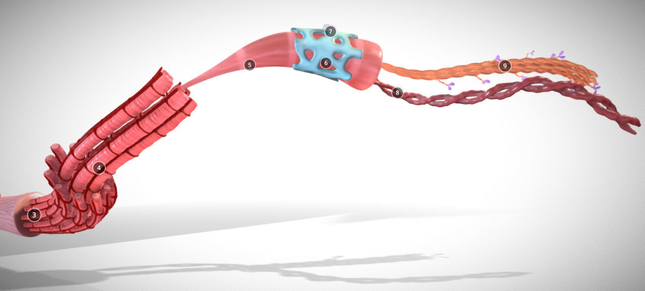 Skeletal Muscle structure Actin - Myosin Low-poly 3D model_5