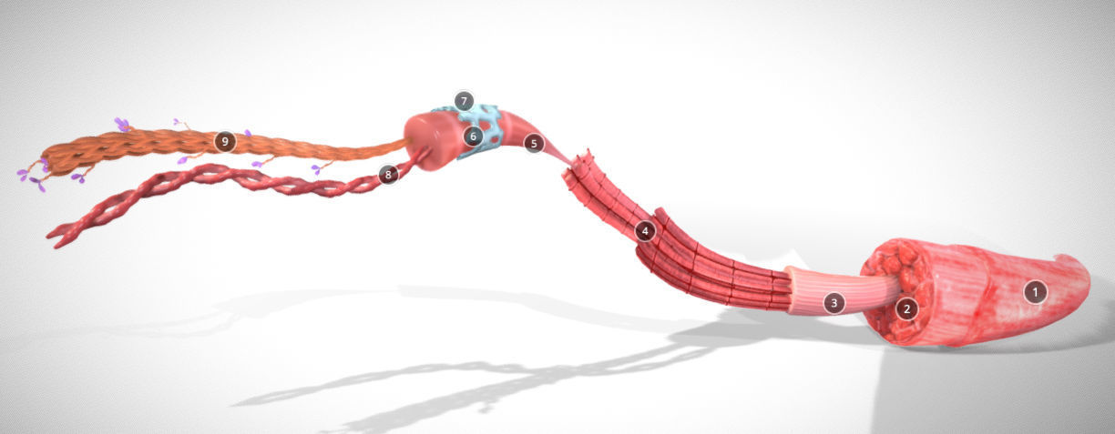 Skeletal Muscle structure Actin - Myosin Low-poly 3D model_2