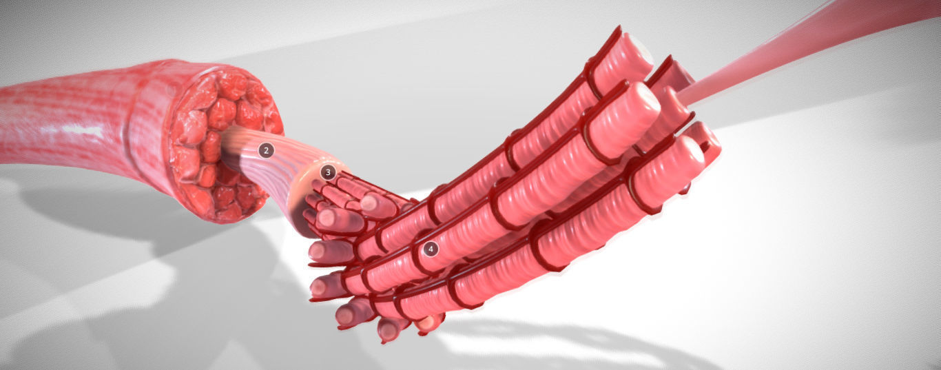 Skeletal Muscle structure Actin - Myosin Low-poly 3D model_9