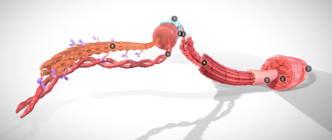 Skeletal Muscle structure Actin - Myosin Low-poly 3D model_1