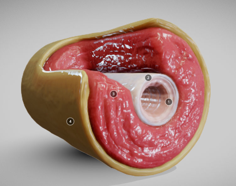 Muscular Artery Low-poly 3D model_2