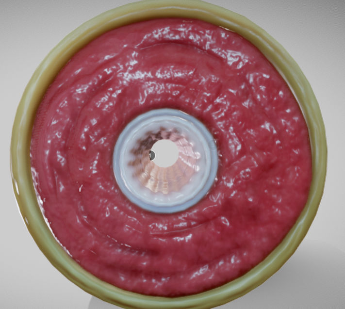 Muscular Artery Low-poly 3D model_9