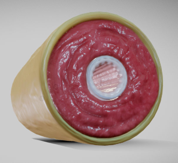 Muscular Artery Low-poly 3D model_11