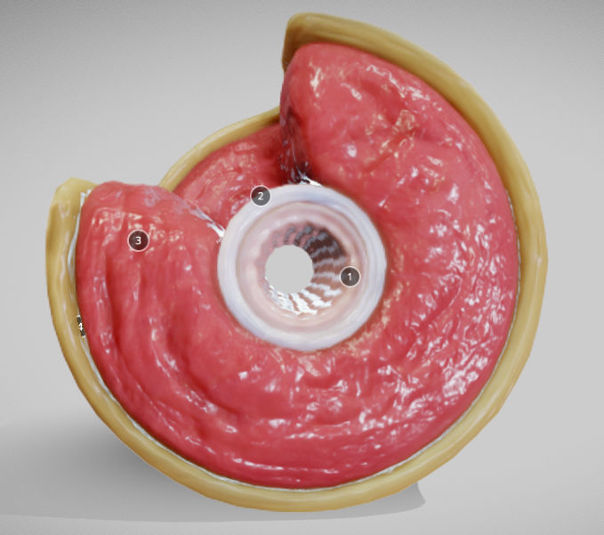 Muscular Artery Low-poly 3D model_5