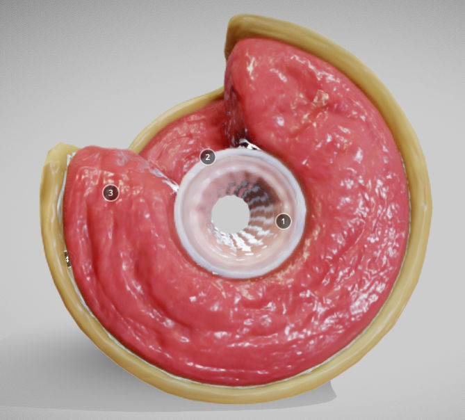 Muscular Artery Low-poly 3D model_6