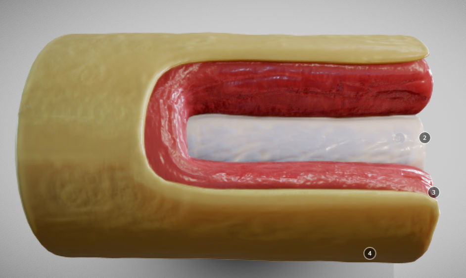 Muscular Artery Low-poly 3D model_7
