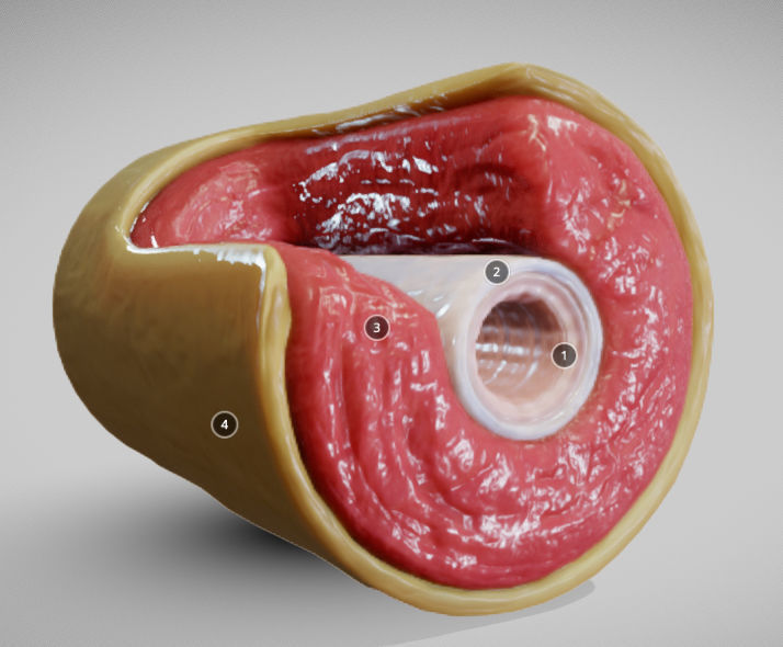 Muscular Artery Low-poly 3D model_1