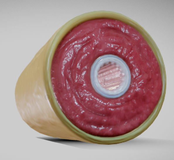 Muscular Artery Low-poly 3D model_10